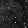Thumbnail for dataset FiguS4A-S4B_Phenethylamine_8