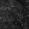 Thumbnail for dataset FiguS4A-S4B_Phenethylamine_9