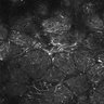 Thumbnail for dataset FiguS4A-S4B_Propionaldehyde_5