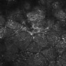 Thumbnail for dataset FiguS4A-S4B_Propionaldehyde_6