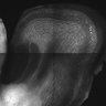 Thumbnail for dataset FigS12_P21