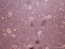 Thumbnail for dataset Fig1d_DD7