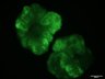 Thumbnail for dataset Fig1c-2_DD26