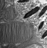 Thumbnail for dataset 20130412_1720_44_Graft4th_x8000
