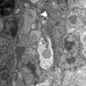 Thumbnail for dataset 20130414_1115_04_Graft4th_x2500