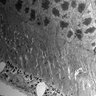Thumbnail for dataset 20130414_1156_50_Graft4th_x800