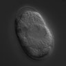 Thumbnail for dataset RNAi_F10E9.8_040727_01