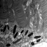 Thumbnail for 20130414_1213_18_Graft4th_x4000