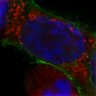 Thumbnail for dataset Fig3E_HEK293T_PBS
