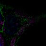 Thumbnail for dataset Fig3E_HEK293T_SeeDB2S