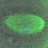 Thumbnail for dataset Fig3F_MovieS2_SeeDB2S