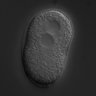 Thumbnail for dataset RNAi_F10E9.8_040727_02