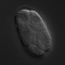 Thumbnail for dataset RNAi_F11H8.4_040729_02