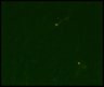 Thumbnail for dataset Fig6_NR1_KO_cell19_7