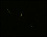 Thumbnail for dataset Fig6_WT_cell2_4