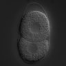 Thumbnail for dataset RNAi_B0464.7_040518_02