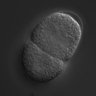 Thumbnail for dataset RNAi_F20H11.3_040727_01