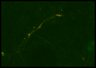 Thumbnail for dataset Fig6_WT_cell5_6