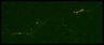 Thumbnail for Fig6_WT_cell5_7