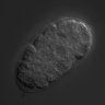 Thumbnail for dataset RNAi_F20H11.3_040728_01