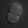 Thumbnail for dataset RNAi_F26F4.11_040729_02
