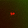 Thumbnail for dataset Fig5A_WT