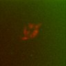 Thumbnail for dataset Fig5A_Trigger