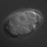Thumbnail for dataset RNAi_F26F4.11_071016_01