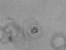 Thumbnail for dataset Fig8_R27-alpha-Cate