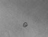 Thumbnail for dataset Fig8_EpH4