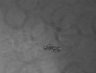 Thumbnail for dataset Fig8_MDCKII