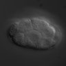 Thumbnail for dataset RNAi_F26F4.11_071016_03
