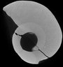 Thumbnail for dataset Gaudryceras_normal