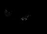 Thumbnail for Neophylloceras_intensified