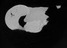 Thumbnail for dataset Neophylloceras_normal