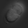 Thumbnail for dataset RNAi_F35G12.8_070806_03
