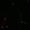 Thumbnail for dataset Fig1B