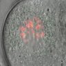 Thumbnail for dataset Fig1a_MI_Young