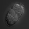 Thumbnail for dataset RNAi_F35G12.8_040803_01