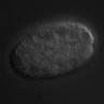 Thumbnail for dataset RNAi_F44B9.7_040811_01
