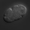 Thumbnail for dataset RNAi_F54C8.3_040722_01