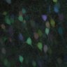Thumbnail for dataset fig2B_p21_tetbow
