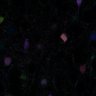 Thumbnail for dataset fig2D_p21_tetbow1