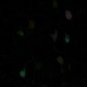 Thumbnail for dataset fig2D_p21_tetbow2