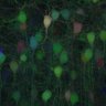 Thumbnail for dataset fig3D_p21_tTA05