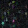 Thumbnail for dataset fig3D_p21_tTA025