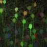Thumbnail for dataset fig3D_p21_tTA025_3
