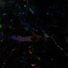 Thumbnail for dataset fig4A_p70_tetbow_high
