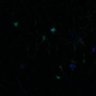 Thumbnail for dataset fig6_chemical_BABB
