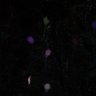 Thumbnail for dataset fig6s2_chemical_SeeDB2G
